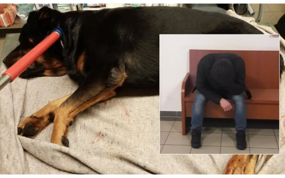 Muž po hádce s partnerkou ubodal psa, soud mu vyměřil rok vězení