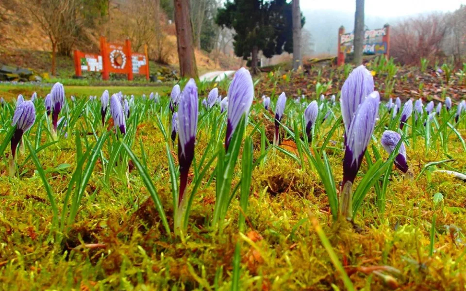 Unikátní botanická zahrada se opět otevřela veřejnosti, počasí ji zatím moc nepřeje