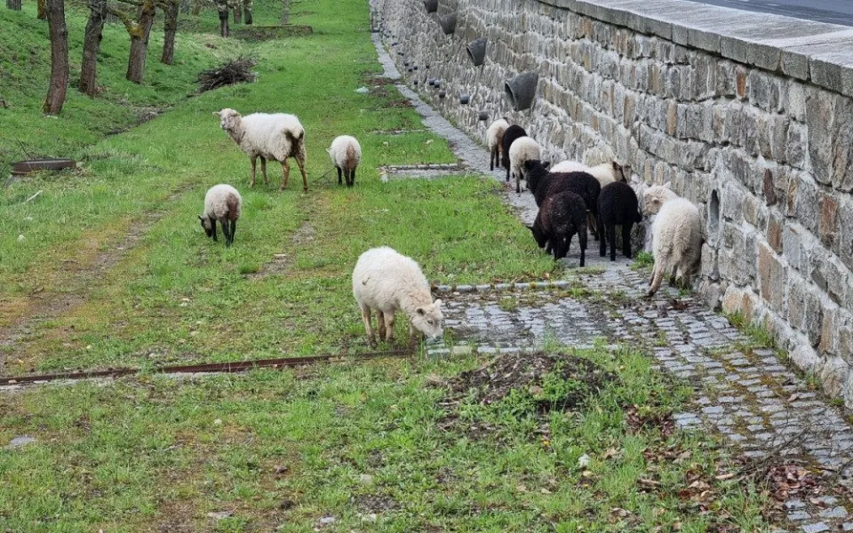 Živé sekačky se vrací do třešňového sadu v Karlových Varech, ve stádu skotačí několik jehňat