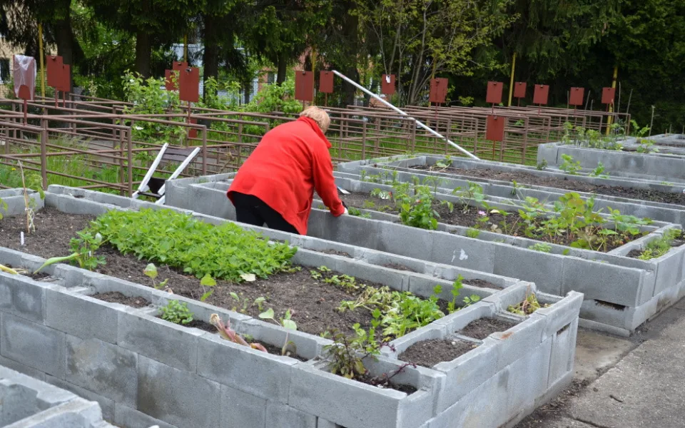 Projekt zahrada seniorů slaví úspěch, zájemců je více než záhonů