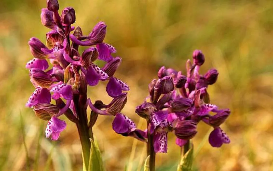 Ochránci přírody zachraňují poslední orchideje na hoře Vladař.
