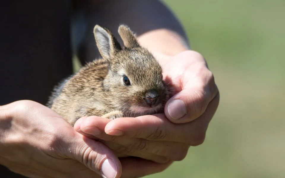 rabbit-g3466dbe8a_1920