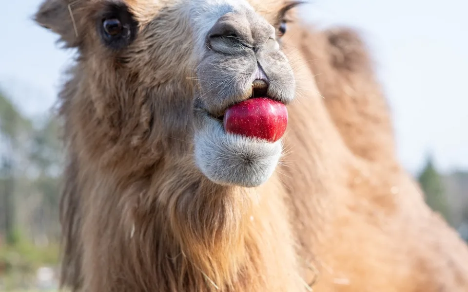 PENNY neplýtvá a posílá do ZOO zdravé ovoce a zeleninu