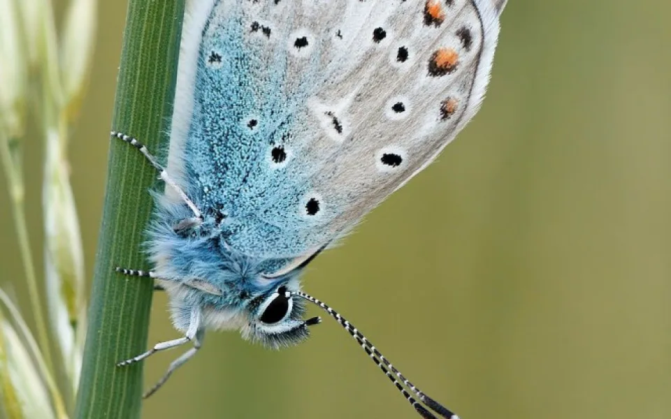 butterfly-gba252446b_1280
