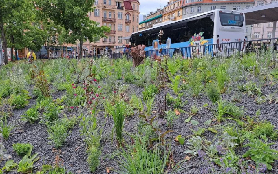 Karlovarská Varšavská ulice je zelenějsí, u terminálu jsou tisíce trvalek