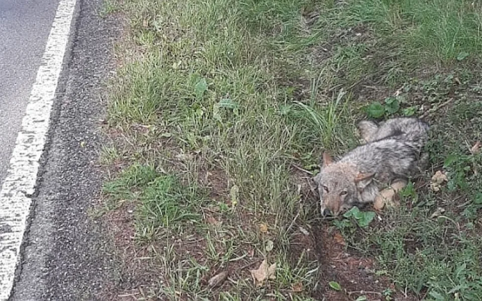 Vlk nalezený na Karlovarsku má rozsáhlejší zranění, zůstává na klinice v Praze.