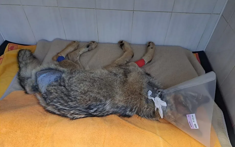 Zraněný vlk z Krušnohoří je na tom lépe, lidé přispívají statisíce korun