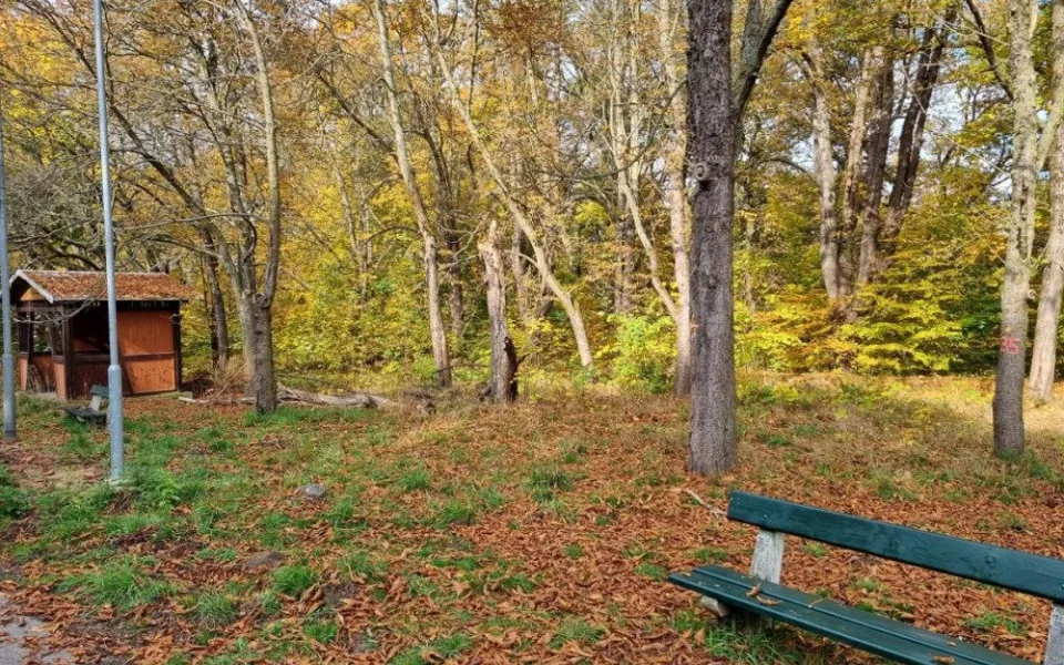 Jírovce v lázeňských lesích nahradí třešňový sad. Původní stromy jsou napadené.