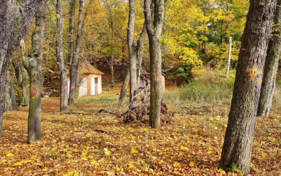 V lázeňských lesích hnijí jírovce. Pokácíme je a vysadíme třešně, hlásí lesníci