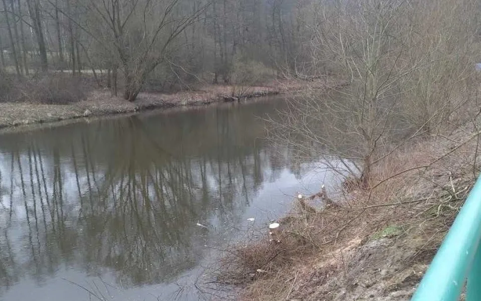 Muž se přiznal k nelegálnímu kácení stromů na břehu Ohře, chtěl prý mít lepší výhled