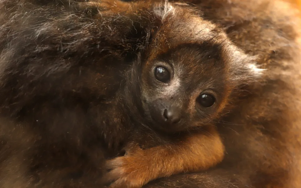 Po sedmi letech čekání se na západě Čech radují z mláděte ohroženého lemura rudobřichého