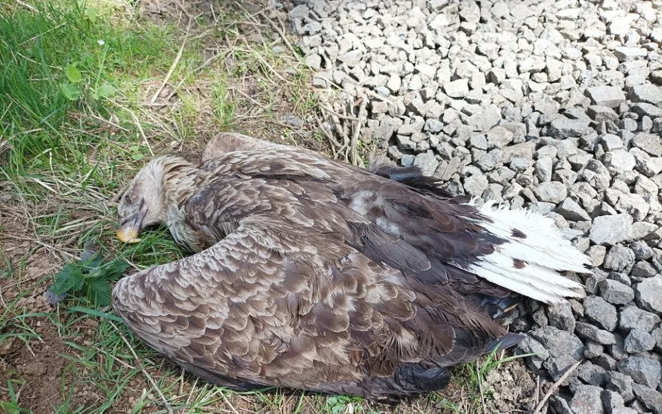 Zabitá samice orla mořského nalezená pod hnízdem v lese na Toužimsku. Foto: Pavla Tájková