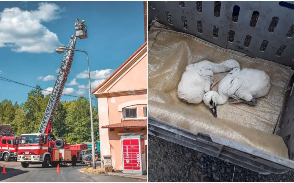 Hasiči zachraňovali z komína v Teplé dvě osiřelá čapí mláďata, bez pomoci by uhynula