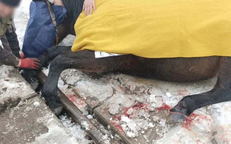 Kůň se zaklínil předními kopyty mezi koleje a betonový nájezd, na místo zamířili hasiči i veterinář