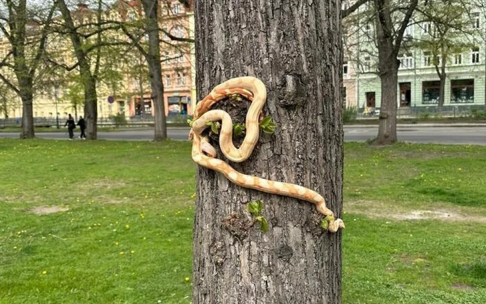 S mazlíčky do parku. Muž u Alžbětiných lázní venčil dva hady