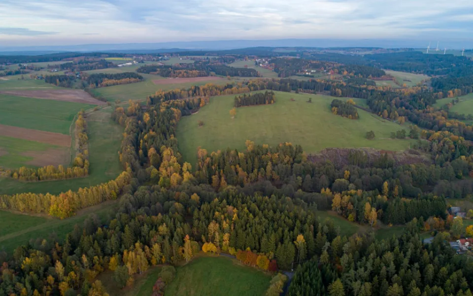 Symbolem CHKO Slavkovský les je ohrožená a chráněná prha arnika