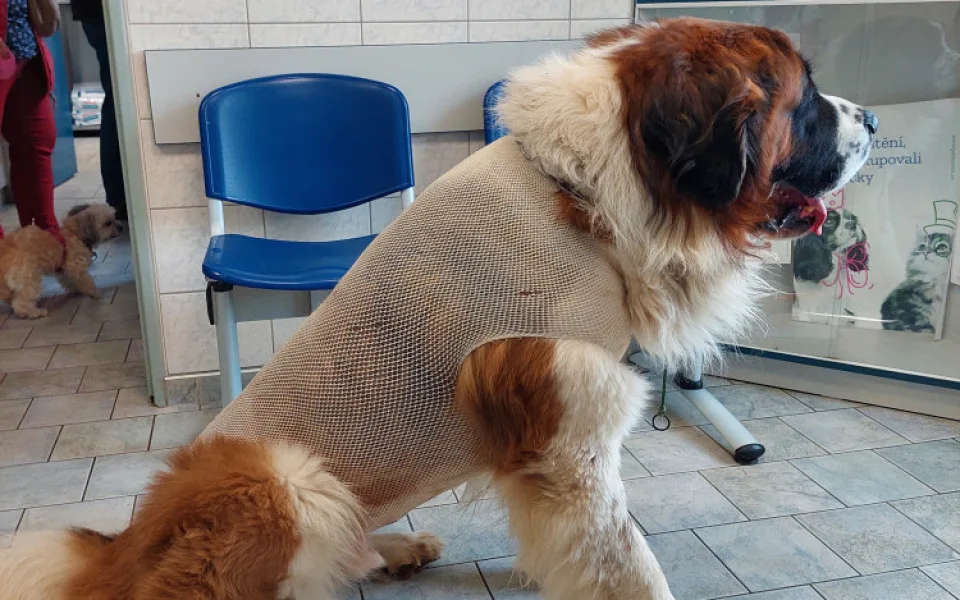Moskevský strázní pes Barllon Luck of Catherine. Život mu zachránila blesková operace na pohotovosti v Plzni.