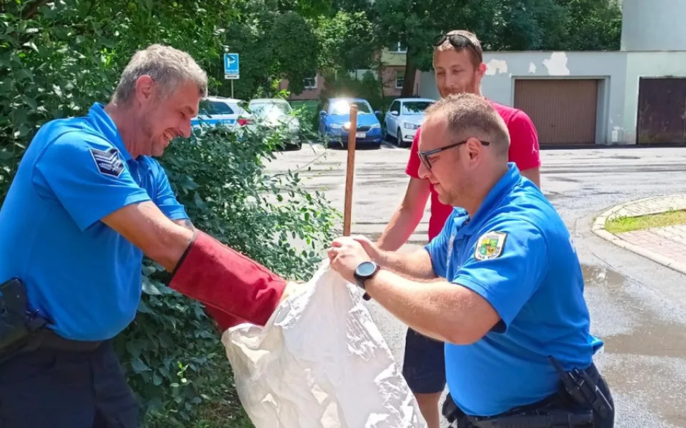 Strážníci v ulicích Chodova odchytili metrového hroznýše