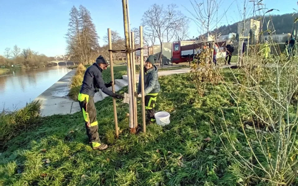 Správci lesů a parků natírají stromy speciální nátěrem proti bobrům