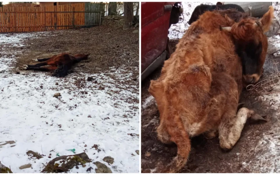 Uhynulý kůň a další zvířata na pokraji smrti, situace šokovala i zkušeného zvířecího záchranáře