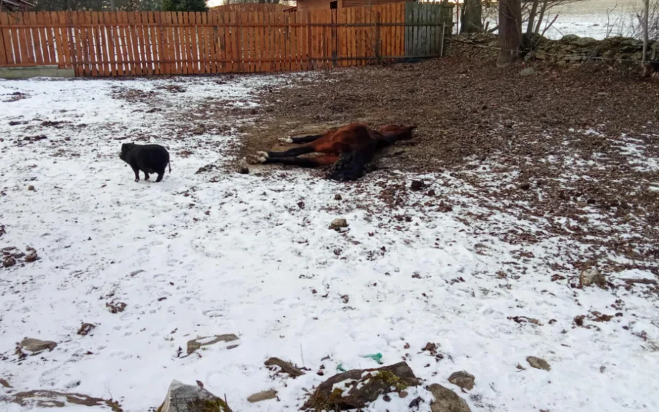 Autoři petice požadují odvolání ředitelky veterinární správy, poslední kapkou byl případ otřesného týrání zvířat
