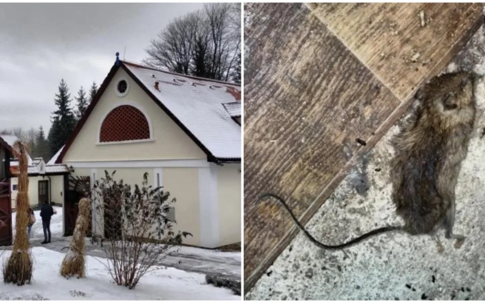 Mrtvá myš ve skladu restaurace a všude kolem bobky, inspektoři uložili provozovateli částečný zákaz