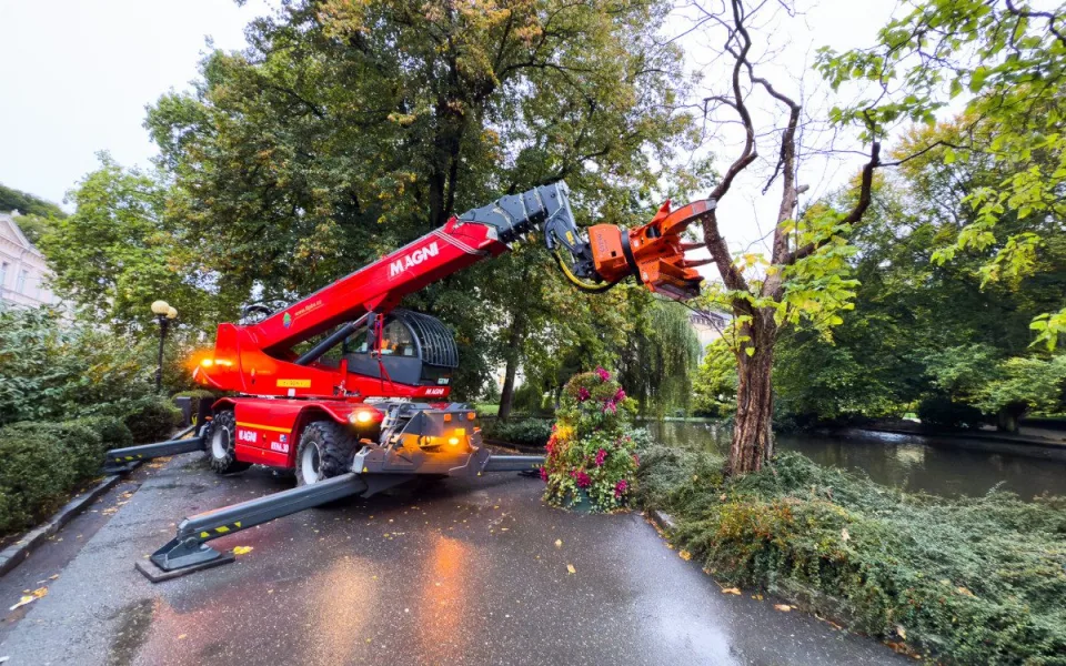 V karlovarských Dvořákových sadech byly pokáceny tři stromy kvůli hrozbě pádu. Foto: Se svolením Lázeňských lesů a parků