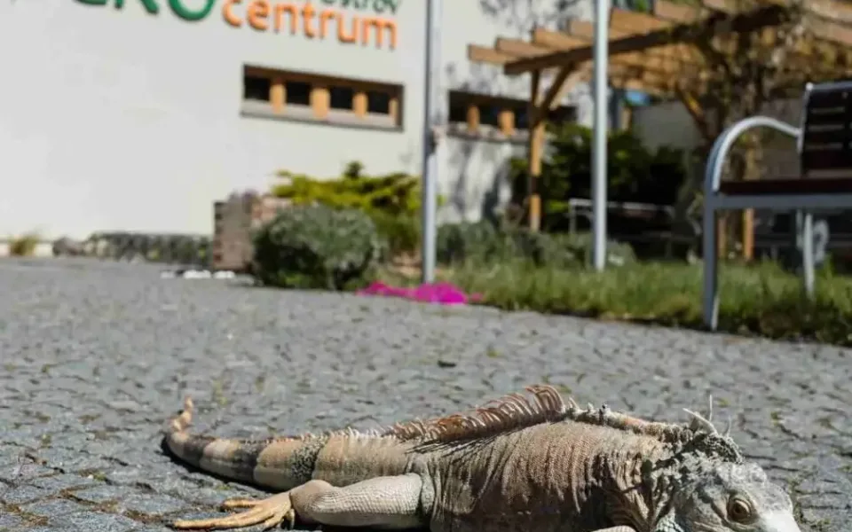 ilustrační foto.