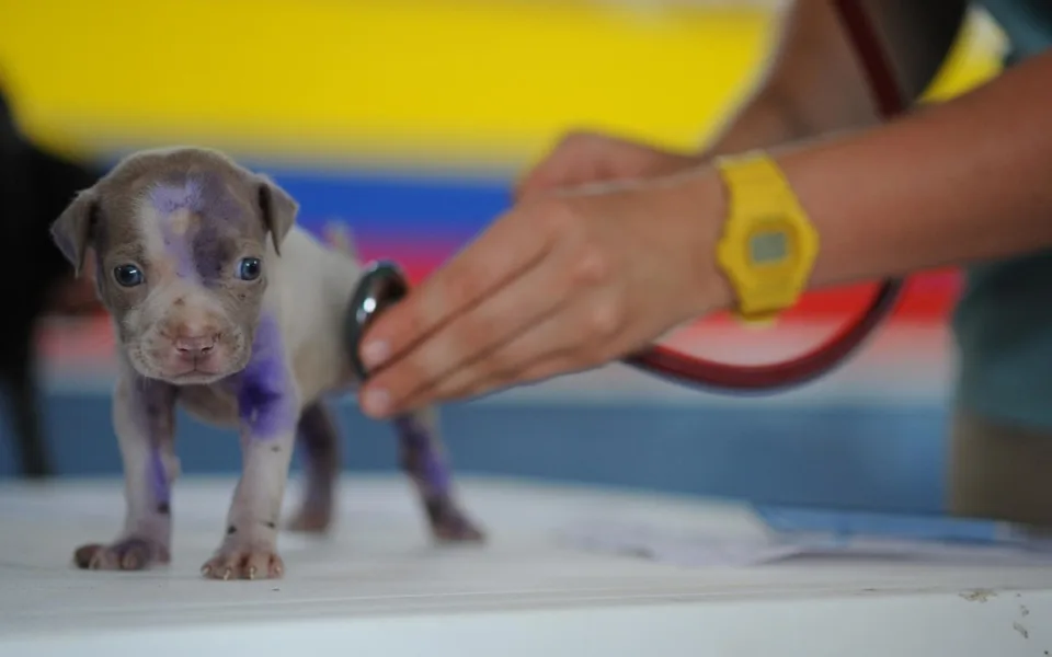 Veterinární služba první pomoci v kraji pokračuje další dva měsíce.