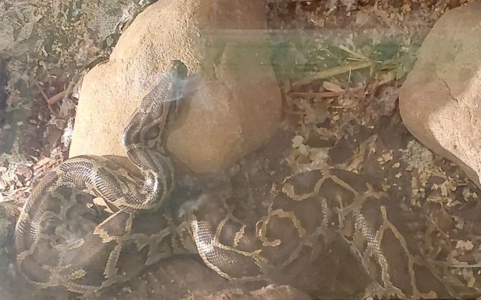 Had se majiteli omotal kolem krku. Muže v Hroznětíně zachraňovali hasiči.