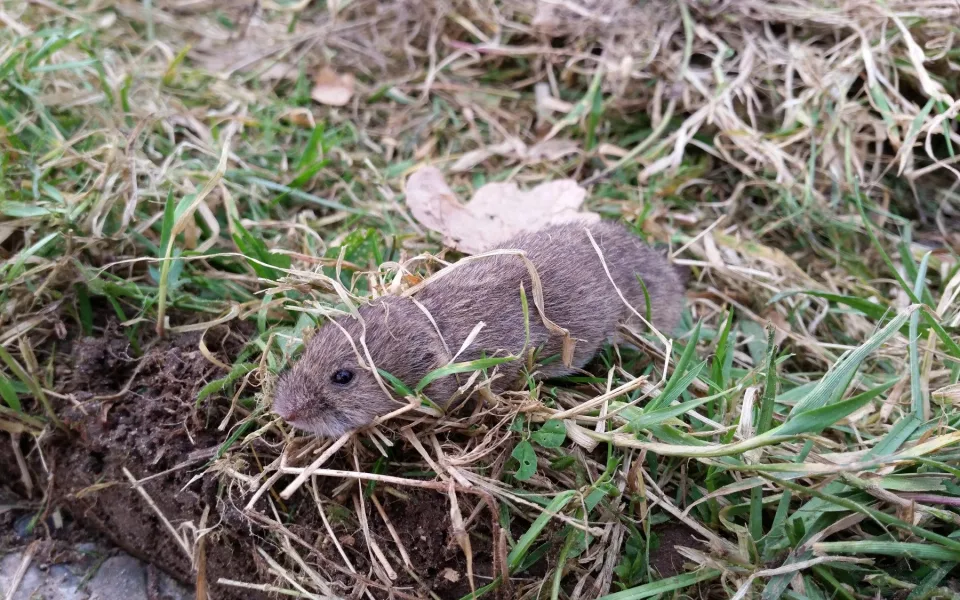 Menší pole lákají méně hrabošů. Změna velikosti může zachránit úrodu, zjistili vědci