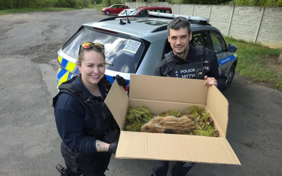 Děti zachránily zraněné sele u cyklostezky, pomohli i policisté.