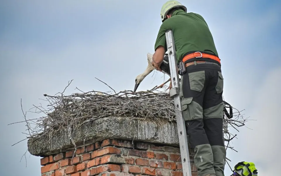 FOTO: Ve Františkových Lázních zachraňovali čapí mládě. Muselo okamžitě na operaci