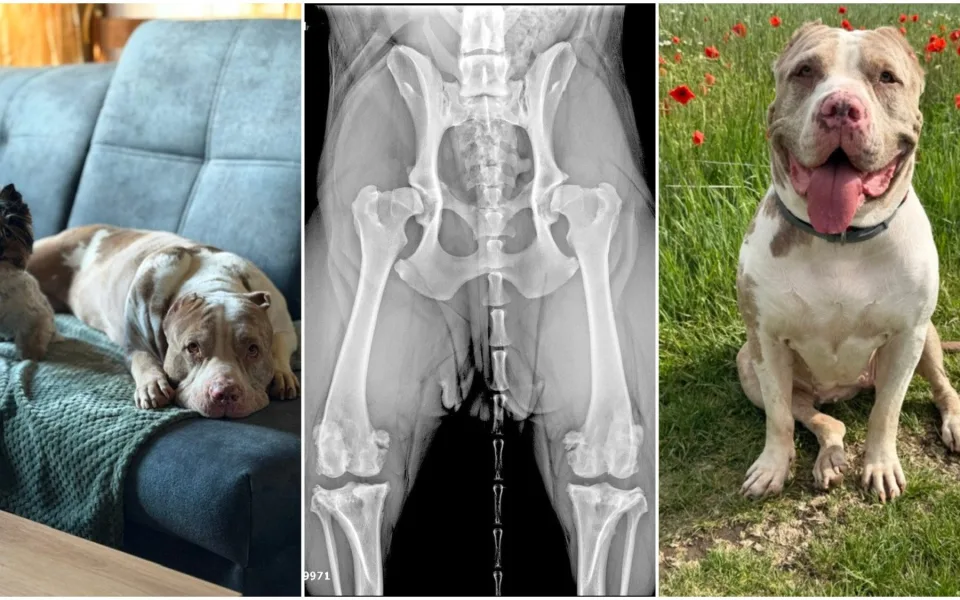 Daisy našla přes inzerát na internetu, teď u ní řeší vážné zdravotní problémy