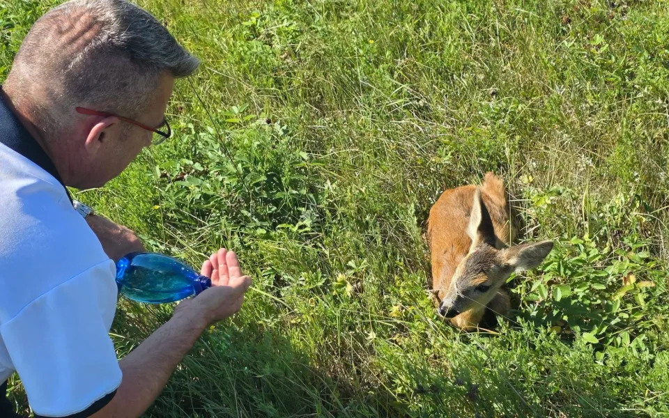 Policisté zachránili na Chebsku vyděšeného srnečka. Pobíhal u frekventované silnice.
